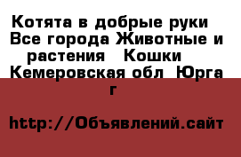 Котята в добрые руки - Все города Животные и растения » Кошки   . Кемеровская обл.,Юрга г.